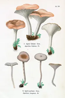 Agaricus: Funghi