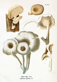 Agaricus: Funghi