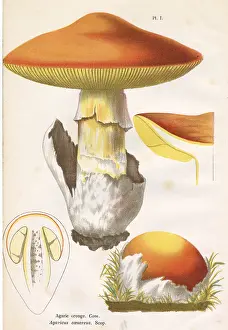 Agaricus: Funghi