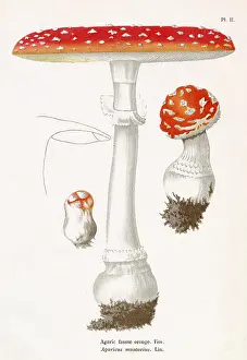 Agaricus: Funghi