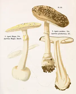 Agaricus: Funghi