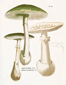 Agaricus: Funghi