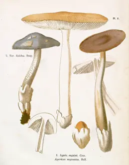Agaricus: Funghi
