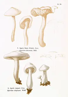 Agaricus: Funghi