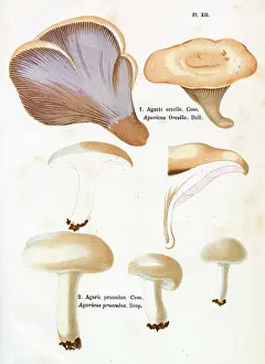 Agaricus: Funghi