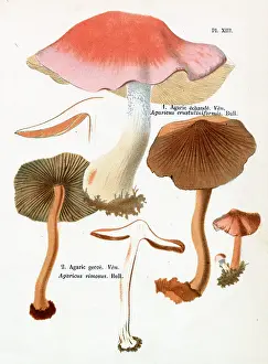 Agaricus: Funghi