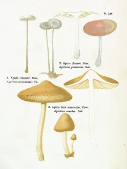 Agaricus: Funghi