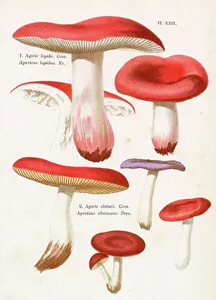 Agaricus: Funghi
