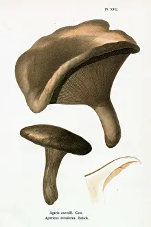 Agaricus: Funghi