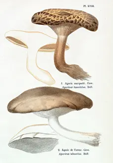 Agaricus: Funghi