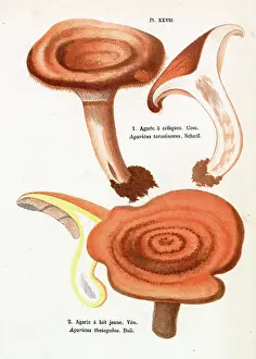 Agaricus: Funghi