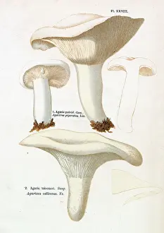 Suspect: Funghi