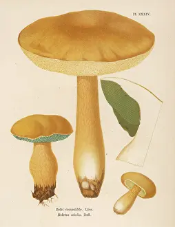 Edulis: Funghi