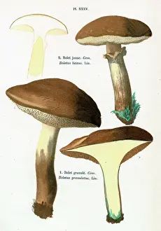 Champignons: Funghi