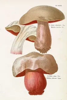 Creamy: Funghi