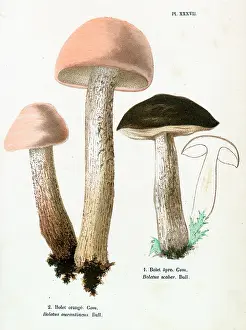 Creamy: Funghi
