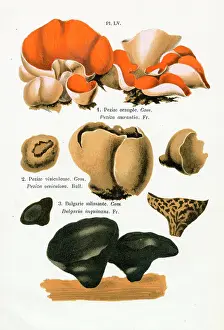 Champignons: Funghi