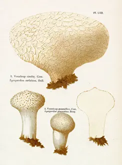 Creamy: Funghi