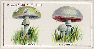Creamy: Funghi