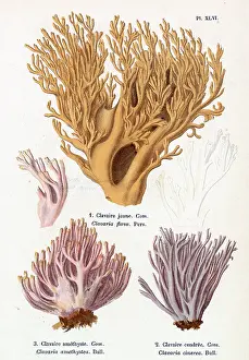 Creamy: Funghi