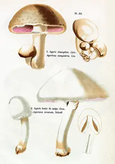Agaricus: Funghi
