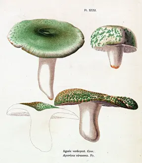 Agaricus: Funghi