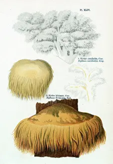 Creamy: Funghi