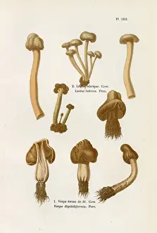 Funghi: Funghi