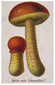 Funghi: Funghi