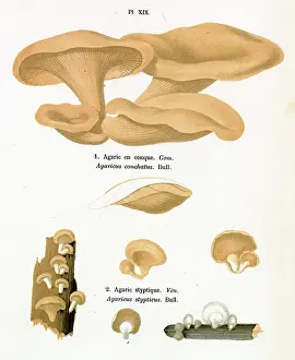 Agaricus: Funghi