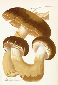 Agaricus: Funghi
