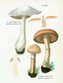 Agaricus: Funghi
