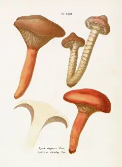 Agaricus: Funghi
