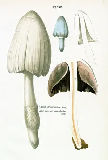 Agaricus: Funghi