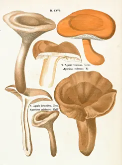 Agaricus: Funghi