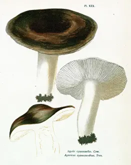 Agaricus: Funghi