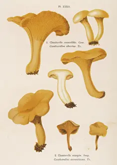 Suspect: Funghi