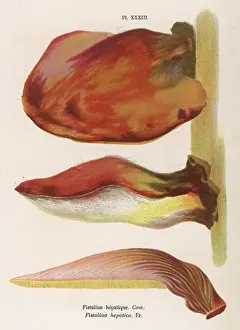 Champignons: Funghi