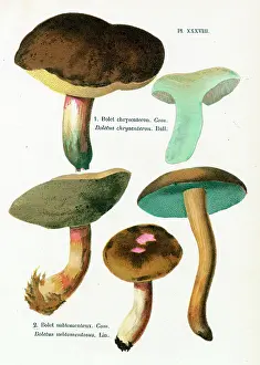 Champignons: Funghi