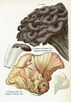 Polyporus: Funghi