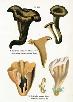 Creamy: Funghi