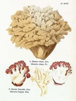 Creamy: Funghi