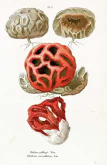 Honeycomb: Funghi