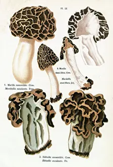 Honeycomb: Funghi