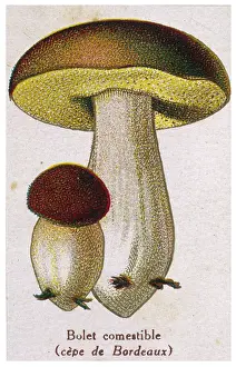 Creamy: Funghi