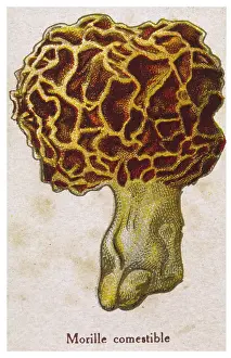 Honeycomb: Funghi