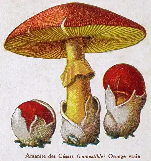 Agaricus: Funghi