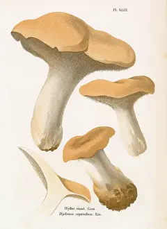 Creamy: Funghi