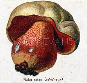Boletus: Funghi