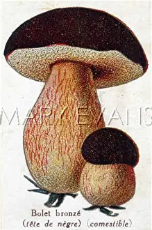 Boletus: Funghi